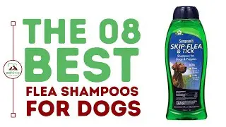 The Best Flea Shampoos for Dogs