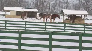 Bourbon County equine center starts campaign to keep nearly 100 draft horses fed, warm in bitter col