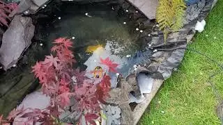 Building a Pond in a Day 👍🏻 Japanese Garden Part 1