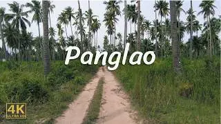 Tropical Walk | Panglao Coconut Palm Plantation | Bohol, Philippines | 4K Travel