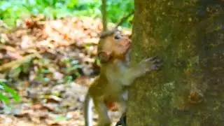 SO PITY BRANDI BABY MONKEY GRANDMA LEAVE BABY CLIP UP ON TREE@NewsBabyMonkey