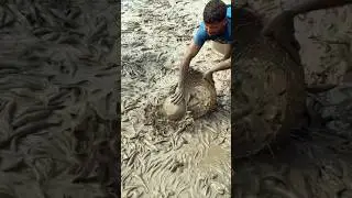 Fishing method is the joy of people in rural areas fish​  #fishcutting_skills​ #fish #fish