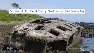 Our search for the Mulberry 'Beetles' at Garlieston Bay