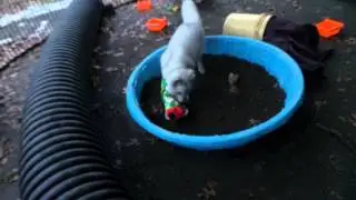 Fiasco Fox opens present