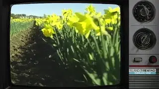Island Rewind: Daffodil farm flowers in January