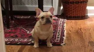 Duke the Killa Frenchie!