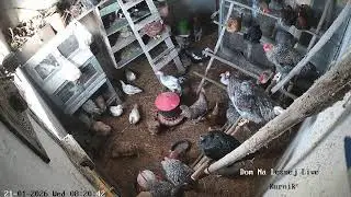 Nocny Live z kurnika -  Dom na Leśnej
