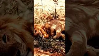 Safari Squad Goals: Lion, Zebra & Giraffe