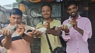 Galiff street pigeon market Kolkata ||gopal pigeon Shop madrasi pigeon||kolkata pet market