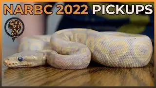 Our Pickups from NARBC TINLEY PARK REPTILE EXPO 2022