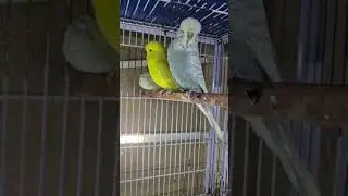 Beauty of Exhibitions in Budgerigar #birds #exhibition #parrot #birdslover #birdsounds #birdshobby