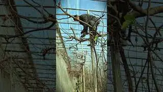 smart grape pruning tricks to optimize growth #shorts