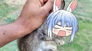 Pekora rabbit get caught | Animal hololive