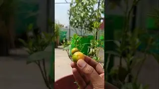 Smallest orange||super mini orange🍊||Chinese orange #shorts #garden #fruit #fruits #orange #trending