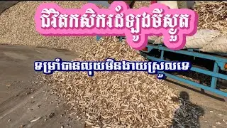 ##ឆ្នាំ2025នេះ ដំឡូងថោកហើយថែមទាំងត្រូវភ្លៀងទៀត ចប់ហើយកសិករដំឡូងមី 5.3.2025