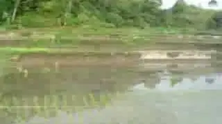 Walking on Rice Field - 2