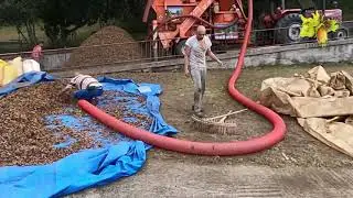 Haselnussernte in der Türkei