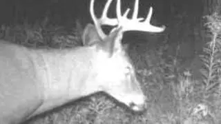October 2023 Making Mock Scrape Buck Deer Hunting Michigan Rubs Grapevine fresh water #ibuycoolstuff