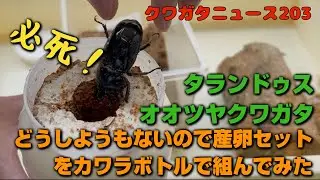 クワガタニュース203〜どうしようもないのでタランドゥスの産卵セットをカワラボトルで組んでみた#クワガタ　#飼育 