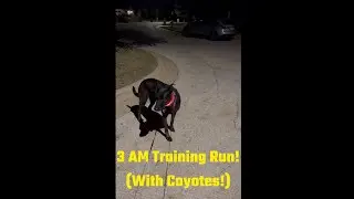 3 AM Training Run and the Illusion of Gravity Caused by Mass in the Space-Time Continuum