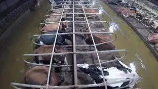 HMI Dual Rail Freestalls
