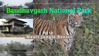 Bandhavgarh National Park || Maati Jungle Lodge - Resort || বান্ধবগড় ন্যাশনাল পার্ক ||