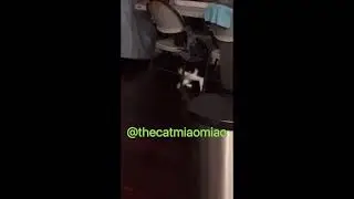 🔴 CAT RUNNING AROUND CRAZY, WITH SOUND EPIC, #CATS, #MEME, #CAT #MEMES (NEW IN 2025)