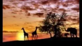 DAN PERLMAN   -   GARDENS OF AFRICA