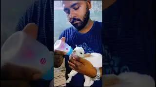 Bantam kid feeding @BB goats Qlty Bantam #barbarigoats #goatdiet #goatsfarm #goatlovers #goatfeed