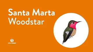 Filming and Photographing Santa Marta Woodstar in Colombia