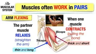 Muscular System Function