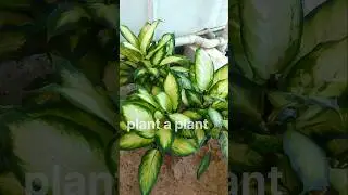 Diffenbachia bushy pot for sale lowestprice #sale #diffenbachia #offersale #lowestprice #indoorplant