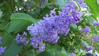 Цветы Flowers Сирень Lilac Flieder Lilas Lila 淡紫色的 ライラック 라일락 أرجواني  花 Fleur Blumen 花朵 꽃 ziminvideo