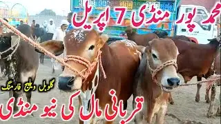 Muhammad Pur Cow Mandi | Qurbani 2025 | Today Fresh Video || Global Village Farming