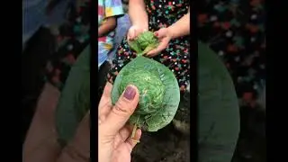 TUGAS VIDEO ISLAM BUDAYA & TAPANULI (PERNIKAHAN ADAT BATAK)