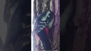 System parkowania Park Assist 😻 Pomoże Ci się wpasować!
