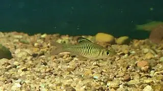 Dominant Oreichthys cosuatis male