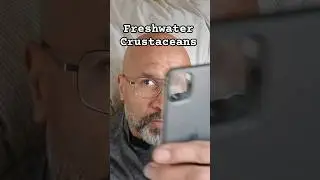 #humor #funny #pun #crustaceans #short #subscribe