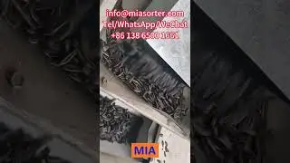 MIA Seed Color Sorter Sunflower Seeds Shape Sorting Machine Manufacturer Exporter Price In Russia UK