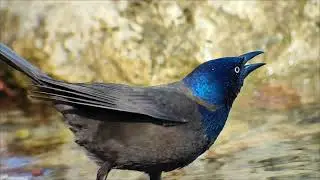 Common grackle (Quiscalus quiscula) looking for food in the water