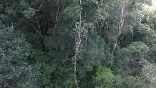 Knysna and Amatole forest complex