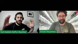 Содержание, разведение и все, что связано с анолисами, с Арменом из Herptime!