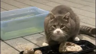 Kitty City is live! Stay warm 01102026