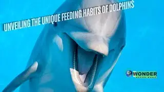 The Incredible Feeding Habits of Dolphins Revealed!