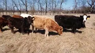 Cleaning up the rankest grass with dry and early bred cows.