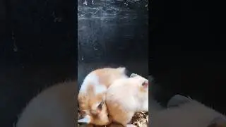 Cute Hamster #hamster #rabbit #rabbits #gunieapig #birds #pets #viral #reels #shorts #viralvideo