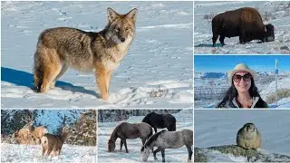 Зима в национальном парке Теодора Рузвельта, Северная Дакота &hearts;️