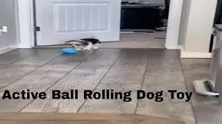 🦁 Is there a better way to stimulate dogs than active ball rolling dog toy ?? 🦁 barkermeow