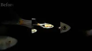 Harlequin rasbora's Growth diary #aquarium #aqua #tropicalfish #tropical #fish #pets #pet #growth