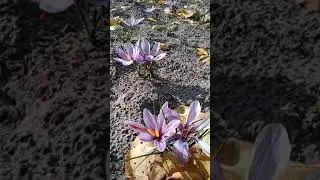Шафран 21.10.21 Crocus sativus